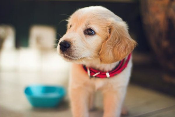 Essential tips for first-time puppy owners