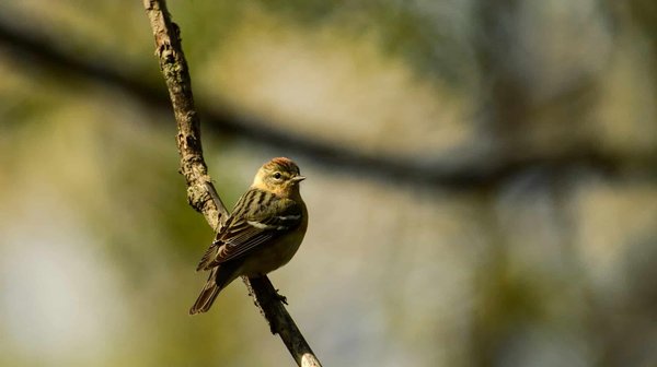 Training your bird: effective techniques and tips